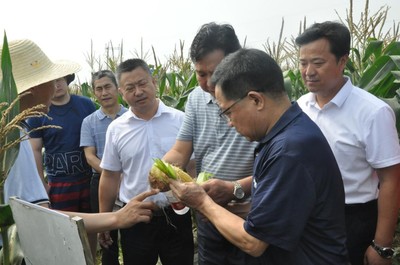 科技賦能農業，鮮食玉米產業大會在武漢成功舉辦